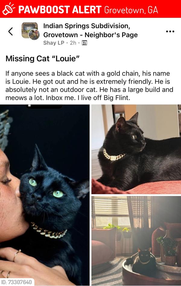 Lost Male Cat last seen Big Flint, Grovetown, GA 30813