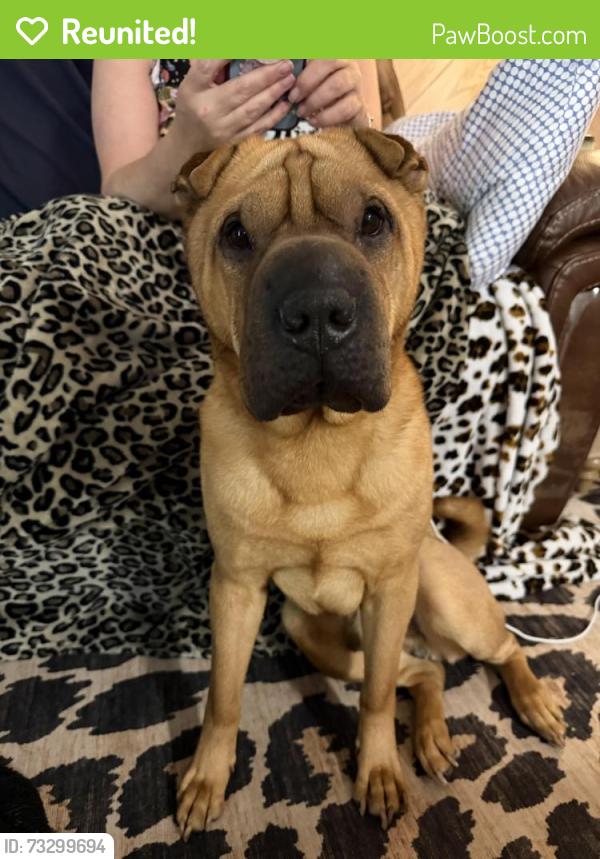 Reunited Male Dog last seen Doubs chapel road, West End, NC 27376