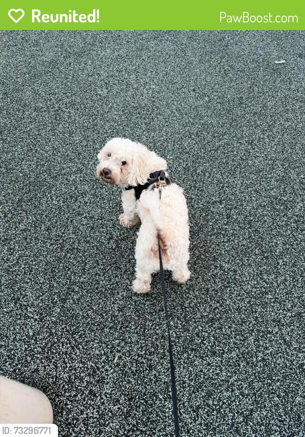 Reunited Male Dog last seen Near E midway blvd lot 1428 Denver CO, Denver, CO 80234