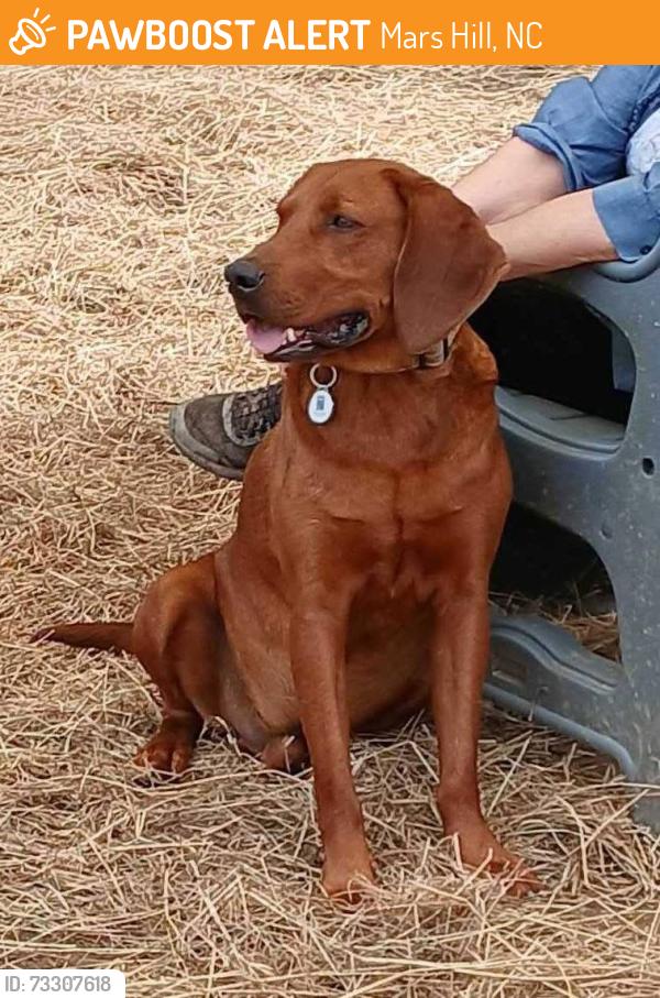 Found/Stray Male Dog last seen Near He is at Madison County animal services as of 8/25/26., Mars Hill, NC 28754