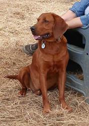 Found/Stray Male Dog last seen Near He is at Madison County animal services as of 8/25/26., Mars Hill, NC 28754