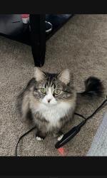 Lost Female Cat last seen Simms and Belleview, Littleton, CO 80127