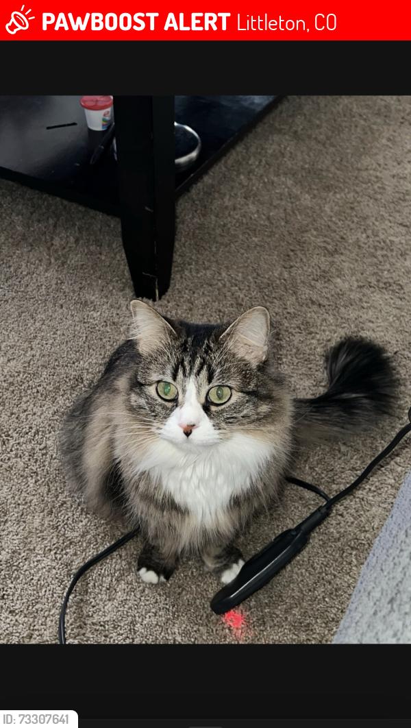 Lost Female Cat last seen Simms and Belleview, Littleton, CO 80127
