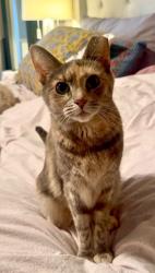 Reunited Female Cat last seen NE 14th St and Stiles (near OU Medical Center), Oklahoma City, OK 73104