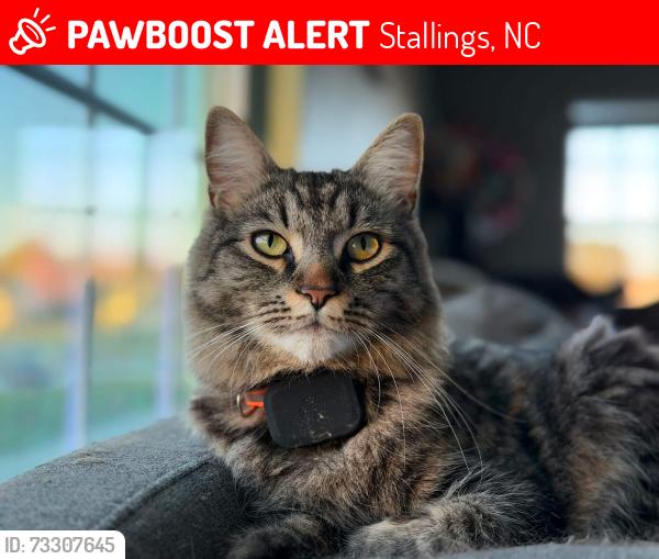 Lost Male Cat last seen Stallings, Stallings, NC 28104