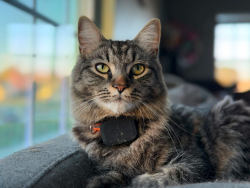 Lost Male Cat last seen Stallings, Stallings, NC 28104