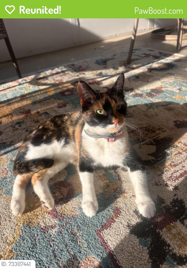 Reunited Female Cat last seen Baldwin twp, PA, USA, Baldwin Township, PA 15216