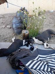 Lost Male Dog last seen Flora rd and sullivian, Spokane, WA 99260