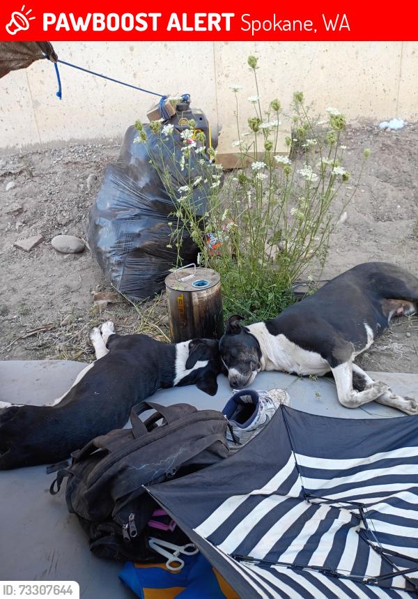 Lost Male Dog last seen Flora rd and sullivian, Spokane, WA 99260