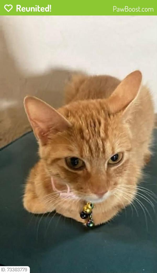 Reunited Female Cat last seen Pasteur Ave/ Midland, Overland, MO 63114