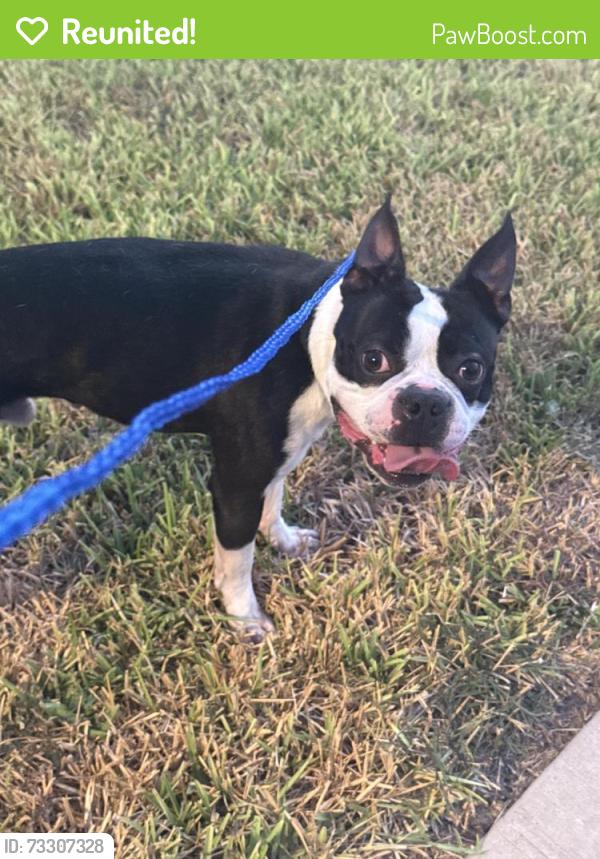 Reunited Male Dog last seen Timber trails neighborhood, Tomball, TX 77375