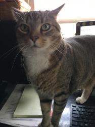 Reunited Male Cat last seen Richard Drive, Parma, OH 44130