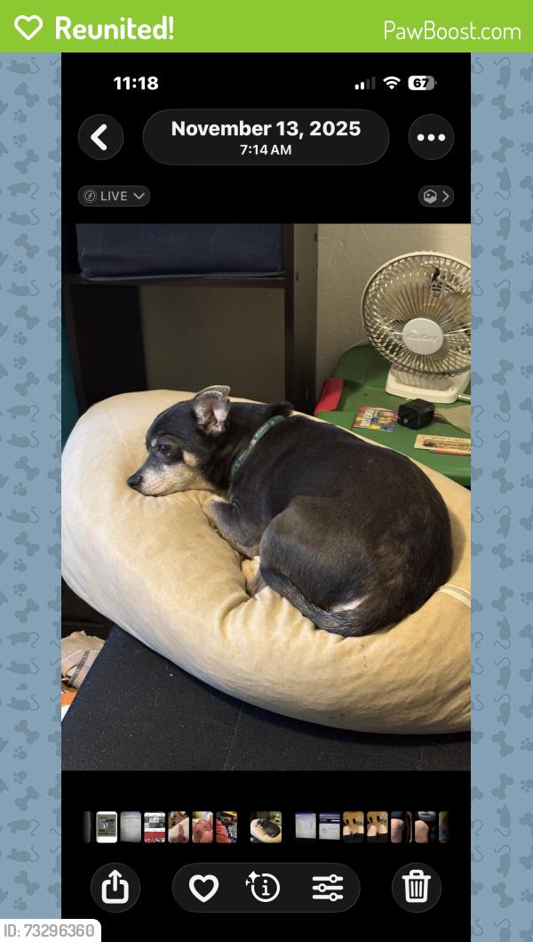 Reunited Female Dog last seen Russeldale, North Charleston, SC 29406