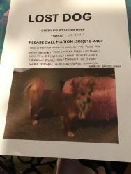 Lost Male Dog last seen CHEHALIS Western Trail by ENTRADA, Olympia, WA 98506