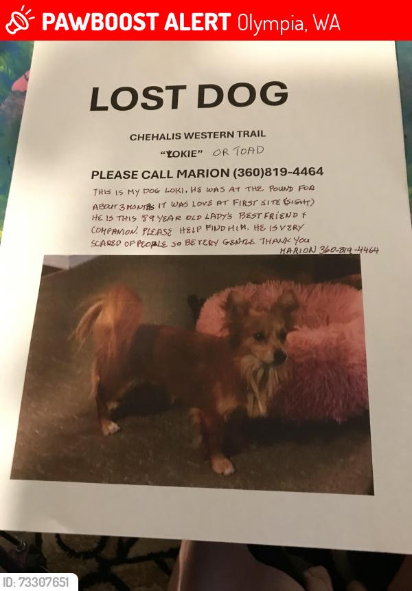 Lost Male Dog last seen CHEHALIS Western Trail by ENTRADA, Olympia, WA 98506
