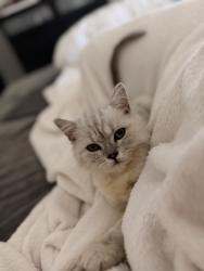Lost Male Cat last seen Willow point blvd San antonio TX, San Antonio, TX 78219