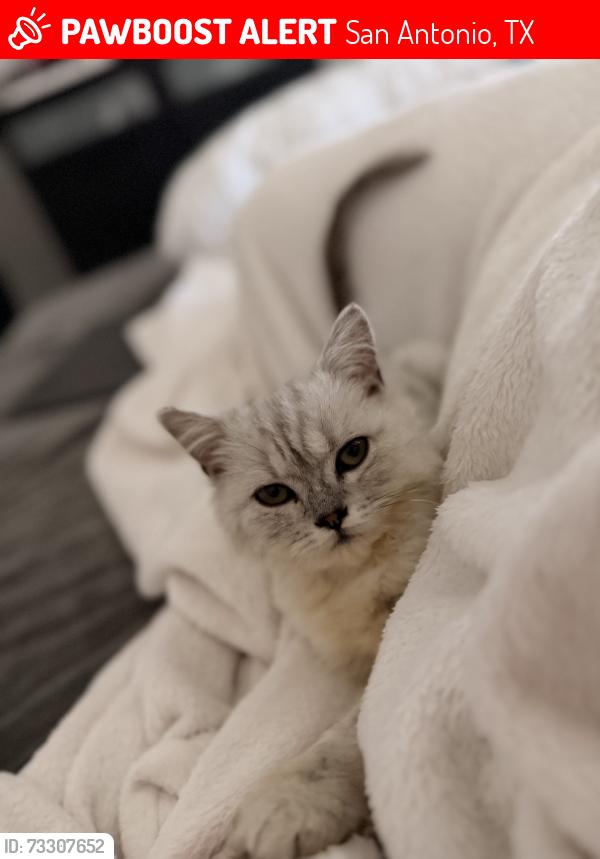 Lost Male Cat last seen Willow point blvd San antonio TX, San Antonio, TX 78219