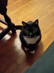 Reunited Male Cat last seen Chesnut, Coraopolis, PA 15108