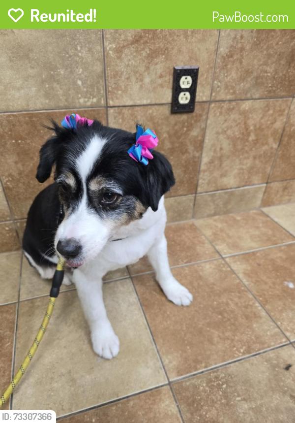 Reunited Female Dog last seen N Whipple St & W Belle Plaine Ave, Chicago, IL 60618, USA, Chicago, IL 60618