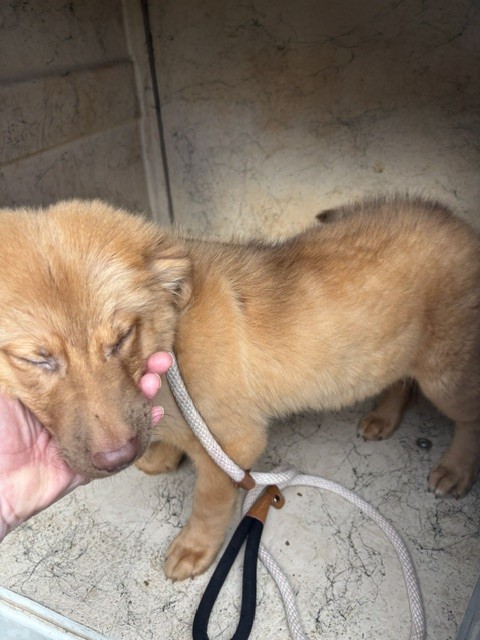 Shelter Stray Male Dog last seen WALKER @ SW 89, 2811 SE 29th St, Oklahoma City, OK 73129, USA
