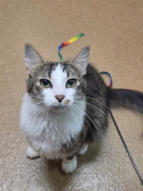 Shelter Stray Male Cat last seen OFALLON, 4850 Mid Rivers Mall Dr, St Peters, MO 63376, USA