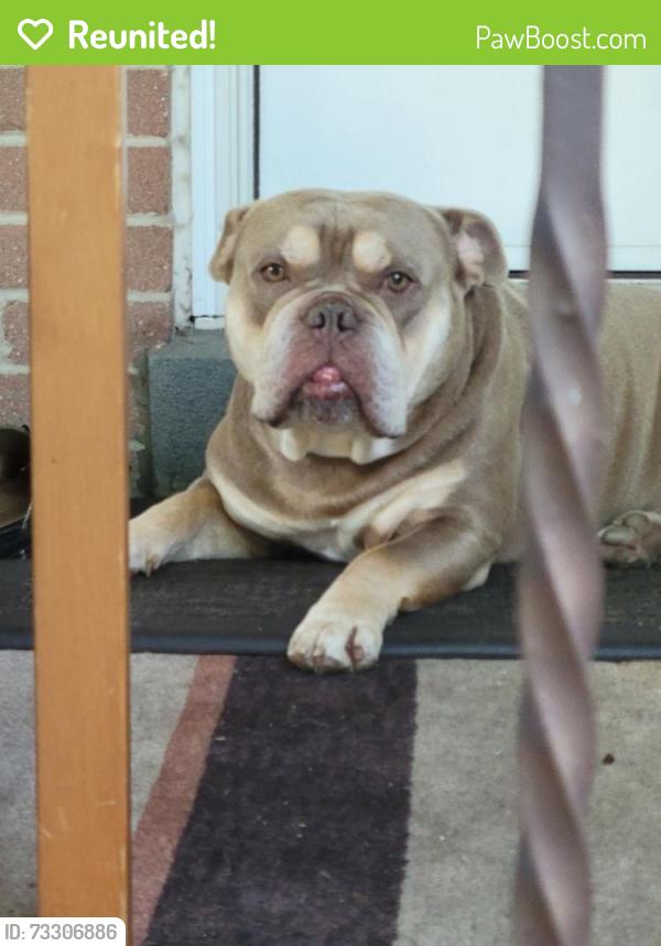 Reunited Male Dog last seen Homewood Avenue, Toronto, ON 