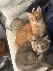 Reunited Male Cat last seen Forest Ridge apmts, Asheboro, NC 27203