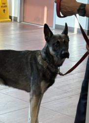 Shelter Stray Male Dog last seen , West Valley Animal Shelter, 20655 Plummer St, Chatsworth, CA 91311, USA