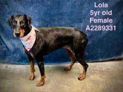 Shelter Stray Female Dog last seen , West Valley Animal Shelter, 20655 Plummer St, Chatsworth, CA 91311, USA