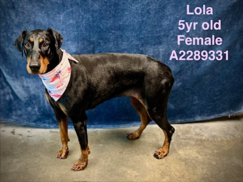 Shelter Stray Female Dog last seen , West Valley Animal Shelter, 20655 Plummer St, Chatsworth, CA 91311, USA