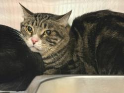 Shelter Stray Male Cat last seen , West Valley Animal Shelter, 20655 Plummer St, Chatsworth, CA 91311, USA