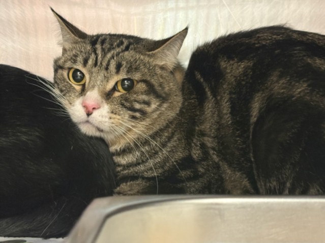 Shelter Stray Male Cat last seen , West Valley Animal Shelter, 20655 Plummer St, Chatsworth, CA 91311, USA