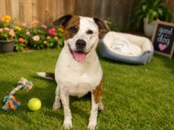 Shelter Stray Male Dog last seen , West Valley Animal Shelter, 20655 Plummer St, Chatsworth, CA 91311, USA