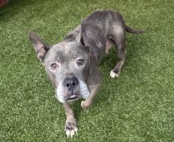 Shelter Stray Female Dog last seen Near BLOCK APPLETON ST, DETROIT, MI 48223, 7401 Chrysler Dr, Detroit, MI 48211, USA