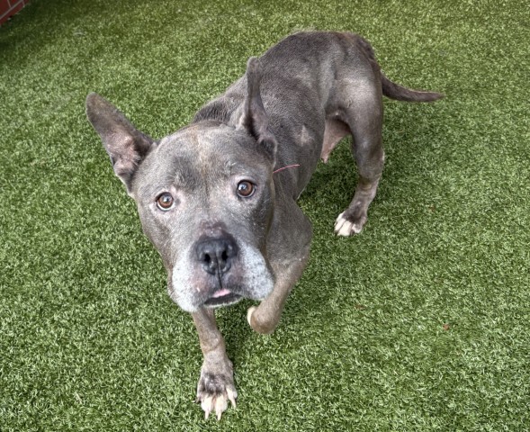 Shelter Stray Female Dog last seen Near BLOCK APPLETON ST, DETROIT, MI 48223, 7401 Chrysler Dr, Detroit, MI 48211, USA