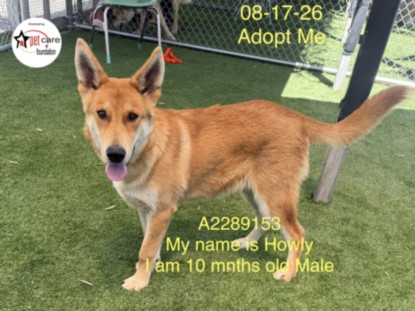 Shelter Stray Male Dog last seen , 1850 W 60th St, Los Angeles, CA 90047, USA