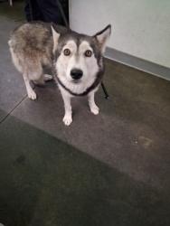 Shelter Stray Female Dog last seen , 1850 W 60th St, Los Angeles, CA 90047, USA