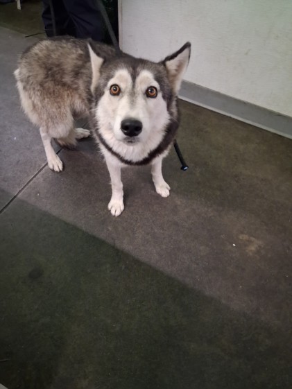 Shelter Stray Female Dog last seen , 1850 W 60th St, Los Angeles, CA 90047, USA