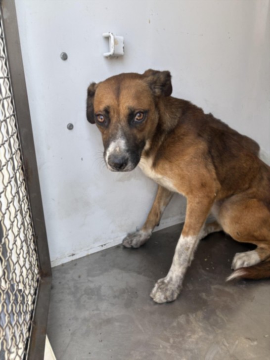 Shelter Stray Female Dog last seen , 1850 W 60th St, Los Angeles, CA 90047, USA