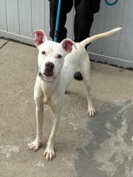 Shelter Stray Male Dog last seen Near BLOCK SPROWL RD, 3528 Newburg Rd, Louisville, KY 40218, USA