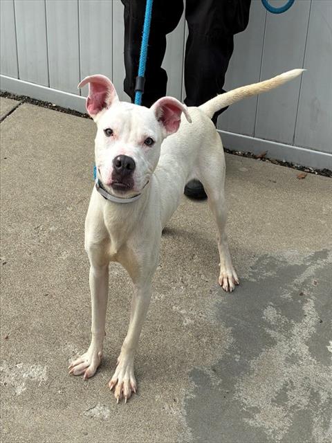 Shelter Stray Male Dog last seen Near BLOCK SPROWL RD, 3528 Newburg Rd, Louisville, KY 40218, USA