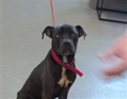 Shelter Stray Male Dog last seen Near BLOCK LYTLE ST, 3528 Newburg Rd, Louisville, KY 40218, USA