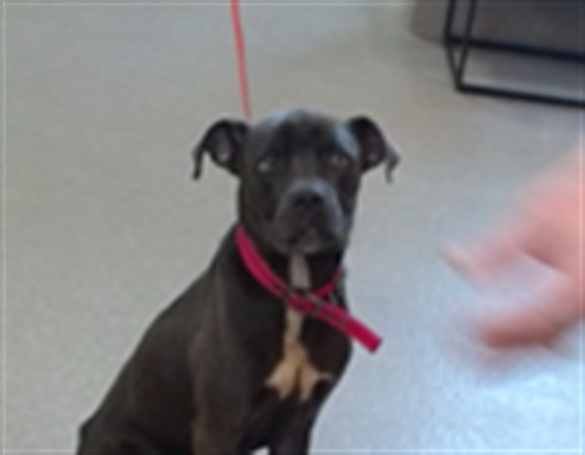 Shelter Stray Male Dog last seen Near BLOCK LYTLE ST, 3528 Newburg Rd, Louisville, KY 40218, USA