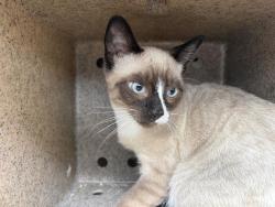 Shelter Stray Male Cat last seen Near BLOCK S TUNDRA LN, WEST VALLEY CITY UT 84119, 4522 W 3500 S, West Valley City, UT 84120, USA