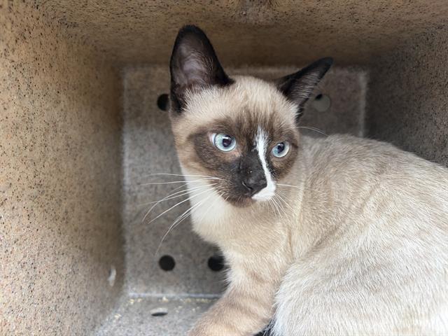 Shelter Stray Male Cat last seen Near BLOCK S TUNDRA LN, WEST VALLEY CITY UT 84119, 4522 W 3500 S, West Valley City, UT 84120, USA