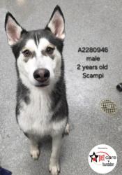 Shelter Stray Male Dog last seen , 3201 Lacy St, Los Angeles, CA 90031, USA