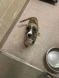 Shelter Stray Female Dog last seen AIRPORT ROAD, 1601 Airport Rd, Shelby, NC 28150, USA