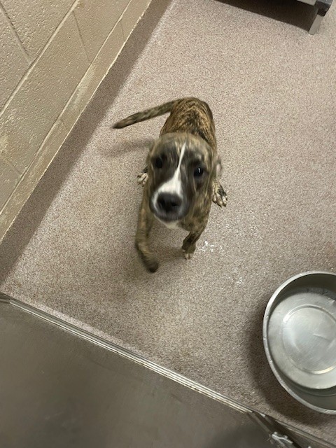 Shelter Stray Female Dog last seen AIRPORT ROAD, 1601 Airport Rd, Shelby, NC 28150, USA