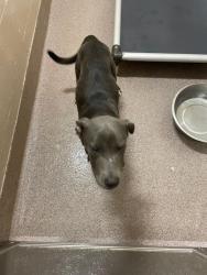 Shelter Stray Male Dog last seen , 1601 Airport Rd, Shelby, NC 28150, USA
