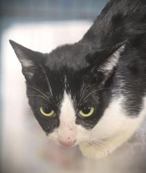 Shelter Stray Female Cat last seen , 3201 Lacy St, Los Angeles, CA 90031, USA